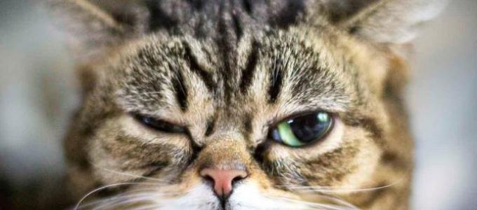 К чему снится кот, кошка в соннике миллера К чему снится ловить котов